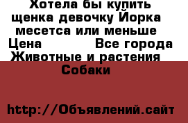 Хотела бы купить щенка девочку Йорка 2 месетса или меньше › Цена ­ 5 000 - Все города Животные и растения » Собаки   